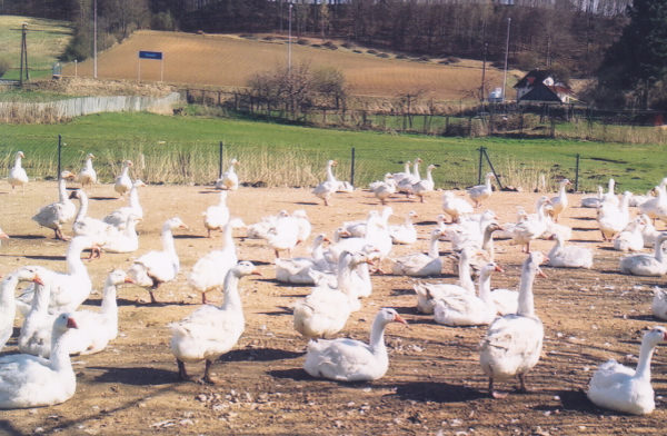 ポーランド羽毛