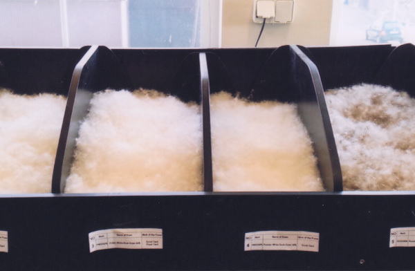 ポーランド羽毛